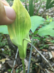 Arisaema quinatum