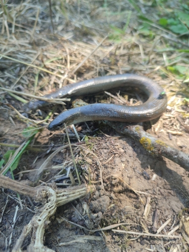 Eastern Slowworm