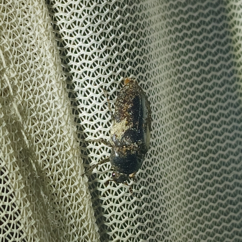 Common Carrion Beetle