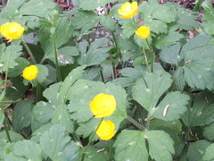 Ranunculus repens