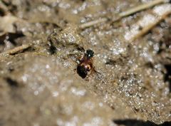 Bembidion articulatum