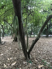 Parmentiera cereifera