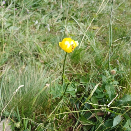European Globeflower