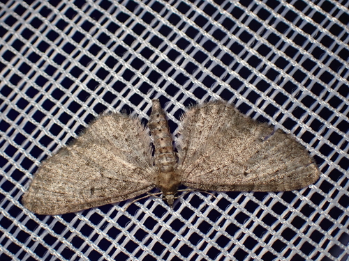 Campanula Pug