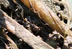 Bembidion articulatum