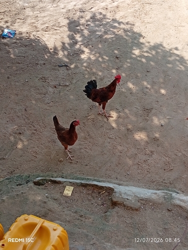 Domestic Chicken