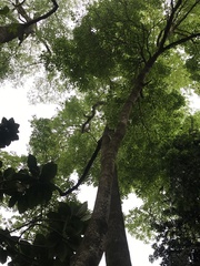 Terminalia calamansanai