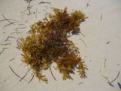 Sargassum natans