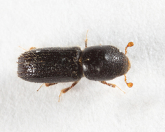Xyleborinus attenuatus