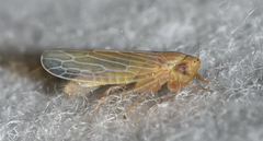 Graminella plana