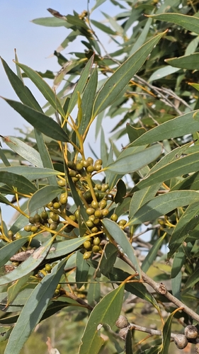 Eucalyptus diversifolia, photograph 1