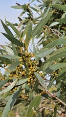 Eucalyptus diversifolia, photograph (c) Rosalie Lawrence, some rights reserved (CC BY)