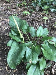 Arum maculatum