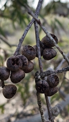 Eucalyptus diversifolia, photograph (c) Rosalie Lawrence, some rights reserved (CC BY)
