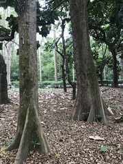 Terminalia calamansanai