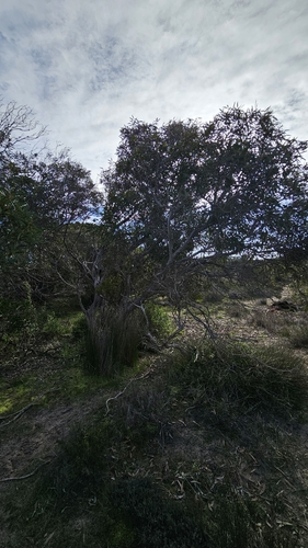 Eucalyptus diversifolia, photograph 3