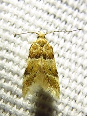 Theisoa constrictella