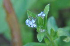 Myosotis arvensis