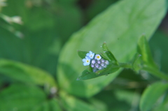 Myosotis arvensis