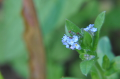 Myosotis arvensis
