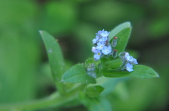 Myosotis arvensis