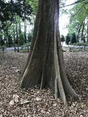 Terminalia calamansanai