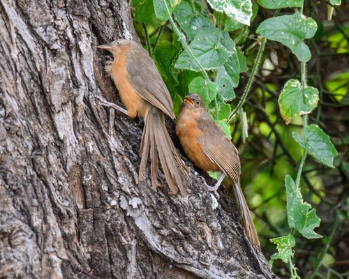 iNaturalist image
