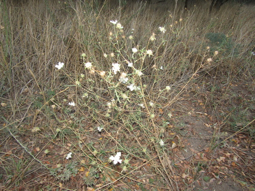 Lomelosia argentea, photograph 6