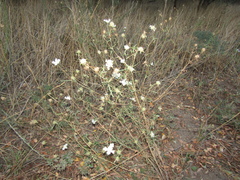 Lomelosia argentea, photograph (c) Oleksandr Shynder, some rights reserved (CC BY)