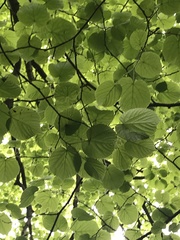 Tilia
