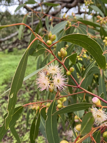 Yellow gum