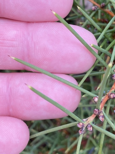dwarf hakea