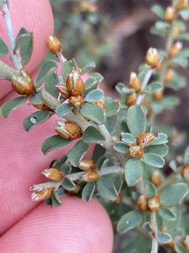 twiggy bush-pea