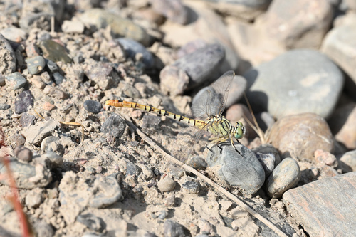 Waved pincertail