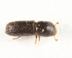 Xyleborinus attenuatus