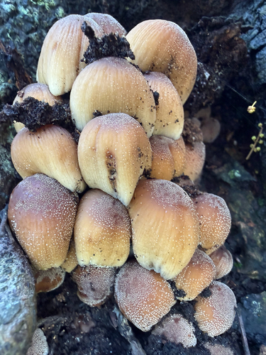 mica cap