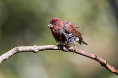 Carpodacus erythrinus