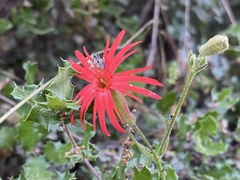 Silene laciniata laciniata
