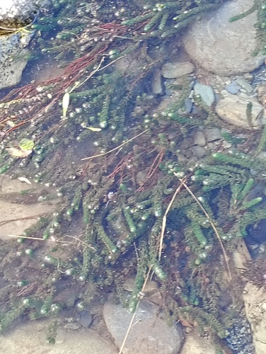 Myriophyllum triphyllum observed 2026-07-12