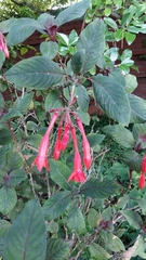 Fuchsia triphylla