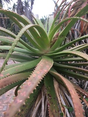 Aloe pluridens