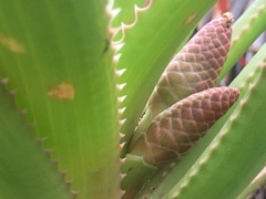 Aloe pluridens