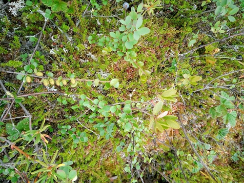 Dwarf Birch