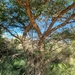 Acacia nefasia