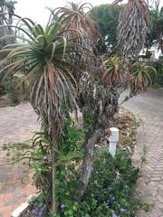 Aloe pluridens