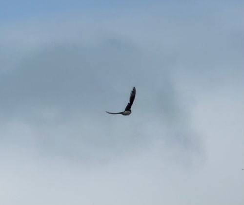 iNaturalist observation photo of Tree Swallow