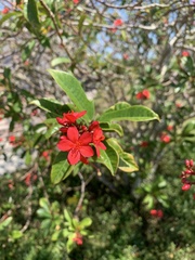 Jatropha integerrima image