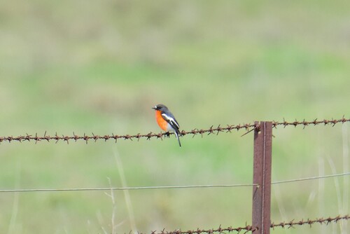 Flame Robin