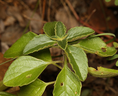 Coleus lasianthus