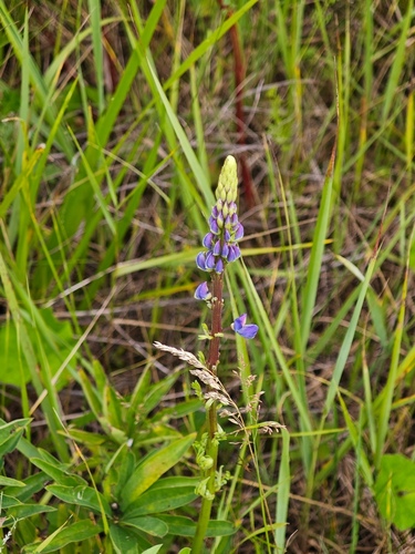 Large-leaved lupine
